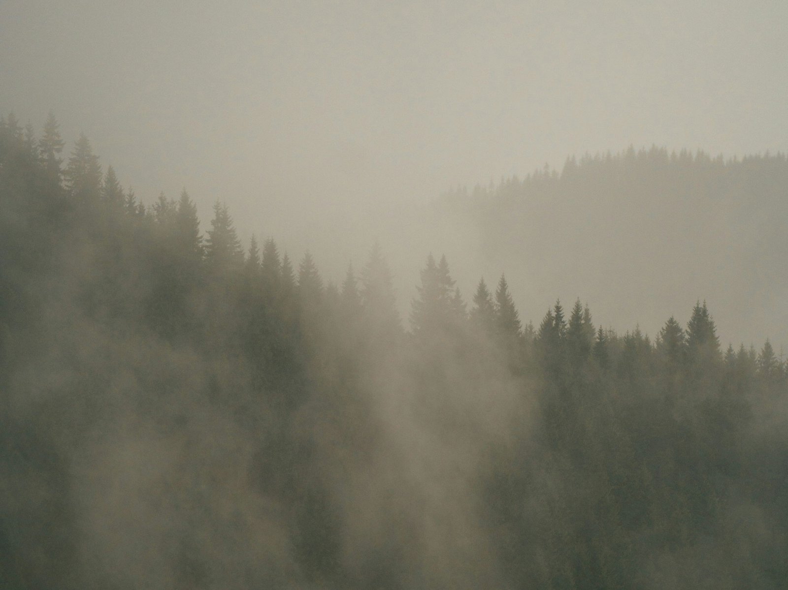 pacific advisors foggy forest background web